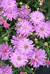 Aramis Double Pink Marguerite Daisy (Argyranthemum frutescens 'Aramis Double Pink') at Lakeshore Garden Centres
