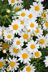 Aramis Ice Marguerite Daisy (Argyranthemum frutescens 'Aramis Ice') at Lakeshore Garden Centres
