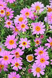 Aramis Rose Marguerite Daisy (Argyranthemum frutescens 'Aramis Rose') at Lakeshore Garden Centres