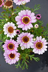 Grandaisy Pink Halo Daisy (Argyranthemum 'Grandaisy Pink Halo') at Lakeshore Garden Centres