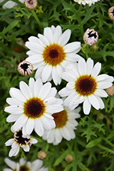 Grandaisy White Daisy (Argyranthemum 'Grandaisy White') at Lakeshore Garden Centres