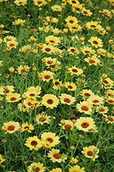 Grandaisy Yellow Daisy (Argyranthemum 'Grandaisy Yellow') at Lakeshore Garden Centres