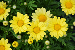 Golden Butterfly Marguerite Daisy (Argyranthemum frutescens 'G15101') at Lakeshore Garden Centres