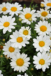 Pure White Butterfly Marguerite Daisy (Argyranthemum frutescens 'G14420') at Lakeshore Garden Centres