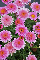 Sassy Double Deep Rose (Argyranthemum frutescens 'Sassy Double Deep Rose') at Lakeshore Garden Centres