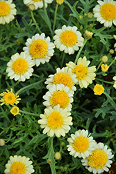 Sassy Double Yellow (Argyranthemum frutescens 'Sassy Double Yellow') at Lakeshore Garden Centres