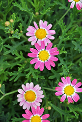 Sassy Rose (Argyranthemum frutescens 'Sassy Rose') at Lakeshore Garden Centres
