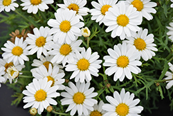Sassy White (Argyranthemum frutescens 'Sassy White') at Lakeshore Garden Centres