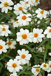 Star White Zinnia (Zinnia angustifolia 'Star White') at Lakeshore Garden Centres