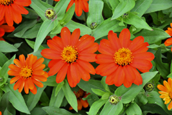 Zahara Fire Zinnia (Zinnia 'Zahara Fire') at Lakeshore Garden Centres