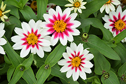 Zahara Starlight Rose Zinnia (Zinnia 'Zahara Starlight Rose') at Lakeshore Garden Centres