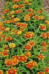 Zahara Sunburst Zinnia (Zinnia 'Zahara Sunburst') at Lakeshore Garden Centres
