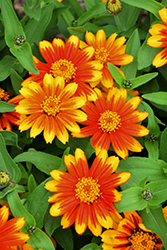 Zahara Sunburst Zinnia (Zinnia 'Zahara Sunburst') at Lakeshore Garden Centres