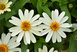 Zahara White Zinnia (Zinnia 'Zahara White') at Lakeshore Garden Centres