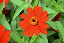 Zahara XL Fire Zinnia (Zinnia 'Zahara XL Fire') at Lakeshore Garden Centres