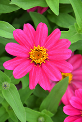 Zahara XL Pink Zinnia (Zinnia 'Zahara XL Pink') at Lakeshore Garden Centres