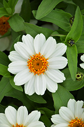 Zahara XL White Zinnia (Zinnia 'Zahara XL White') at Lakeshore Garden Centres