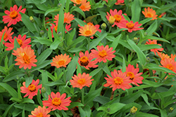 Profusion Apricot Zinnia (Zinnia 'Profusion Apricot') at Lakeshore Garden Centres