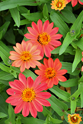 Profusion Apricot Zinnia (Zinnia 'Profusion Apricot') at Lakeshore Garden Centres