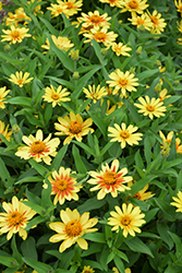 Profusion Yellow Zinnia (Zinnia 'Profusion Yellow') at Mainescape Nursery