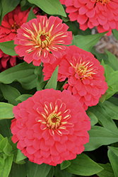 Magellan Coral Zinnia (Zinnia 'Magellan Coral') at Lakeshore Garden Centres
