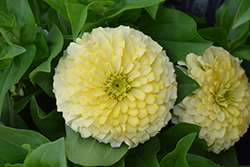 Magellan Ivory Zinnia (Zinnia 'Magellan Ivory') at Lakeshore Garden Centres