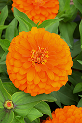Magellan Orange Zinnia (Zinnia 'Magellan Orange') at Lakeshore Garden Centres