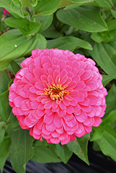 Magellan Pink Zinnia (Zinnia 'Magellan Pink') at Lakeshore Garden Centres