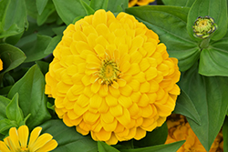 Magellan Yellow Zinnia (Zinnia 'Magellan Yellow') at Lakeshore Garden Centres