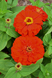 Magellan Scarlet Zinnia (Zinnia 'Magellan Scarlet') at Lakeshore Garden Centres