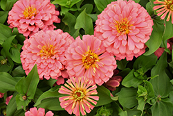Magellan Salmon Zinnia (Zinnia 'Magellan Salmon') at Lakeshore Garden Centres