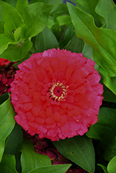 Short Stuff Cherry Shades Zinnia (Zinnia 'Short Stuff Cherry Shades') at Lakeshore Garden Centres