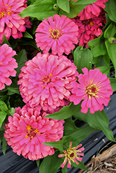 Short Stuff Coral Zinnia (Zinnia 'Short Stuff Coral') at Lakeshore Garden Centres
