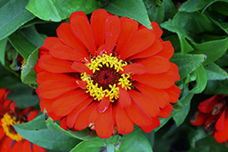 Short Stuff Deep Red Zinnia (Zinnia 'Short Stuff Deep Red') at Lakeshore Garden Centres