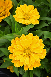Short Stuff Gold Zinnia (Zinnia 'Short Stuff Gold') at Lakeshore Garden Centres