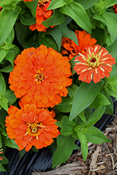Short Stuff Orange Zinnia (Zinnia 'Short Stuff Orange') at Lakeshore Garden Centres