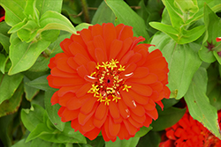 Short Stuff Scarlet Zinnia (Zinnia 'Short Stuff Scarlet') at Lakeshore Garden Centres