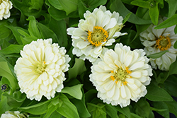 Short Stuff White Zinnia (Zinnia 'Short Stuff White') at Lakeshore Garden Centres