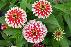 Swizzle Cherry and Ivory Zinnia (Zinnia 'Swizzle Cherry and Ivory') at Lakeshore Garden Centres