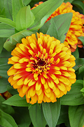 Swizzle Scarlet and Yellow Zinnia (Zinnia 'Swizzle Scarlet and Yellow') at Lakeshore Garden Centres