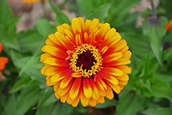 Zowie Yellow Flame Zinnia (Zinnia 'Zowie Yellow Flame') at Lakeshore Garden Centres