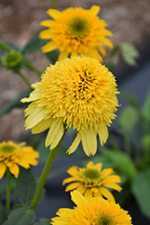 Cara Mia Yellow Coneflower (Echinacea 'TNECHCMY') at Lakeshore Garden Centres