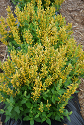 Poquito Butter Yellow Hyssop (Agastache 'TNGAPBY') at Lakeshore Garden Centres