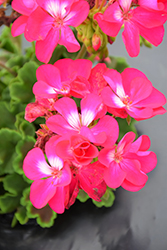 Calliope Medium Hot Rose Geranium (Pelargonium 'Calliope Medium Hot Rose') at Lakeshore Garden Centres