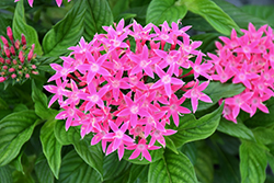BeeBright Pink Star Flower (Pentas lanceolata 'BeeBright Pink') at Lakeshore Garden Centres