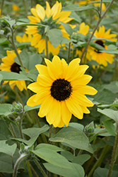 Sunfinity Yellow Dark Center Sunflower (Helianthus 'Sunfinity Yellow Dark Center') at Lakeshore Garden Centres