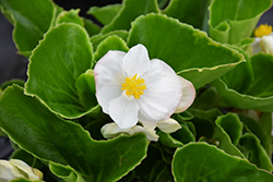 Tophat White Begonia (Begonia 'Tophat White') at Lakeshore Garden Centres
