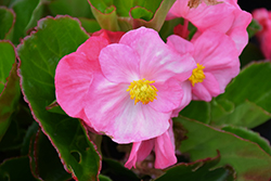 Tophat Pink Begonia (Begonia 'Tophat Pink') at Lakeshore Garden Centres