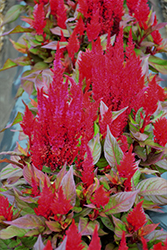 Bright Sparks Deep Rose Celosia (Celosia plumosa 'Bright Sparks Deep Rose') at Lakeshore Garden Centres
