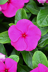 Blockbuster Purple Vinca (Catharanthus roseus 'Blockbuster Purple') at Lakeshore Garden Centres